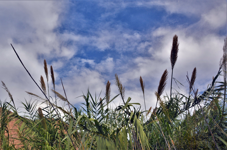 seagrass